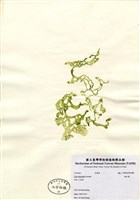 藏品(網石蓴)的圖片